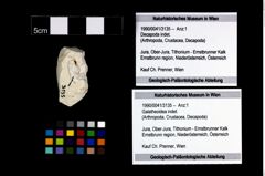 Foto (Objekt + Etikett) von Galatheoidea indet.  (NHMW-GEO-1990-0041-3135)